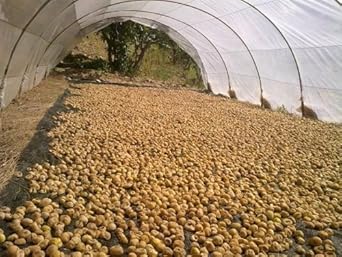 トルコ産 ・ 添加物不使用 ・ オーガニック ひだまり ドライいちじく120ｇ - サムネイル2