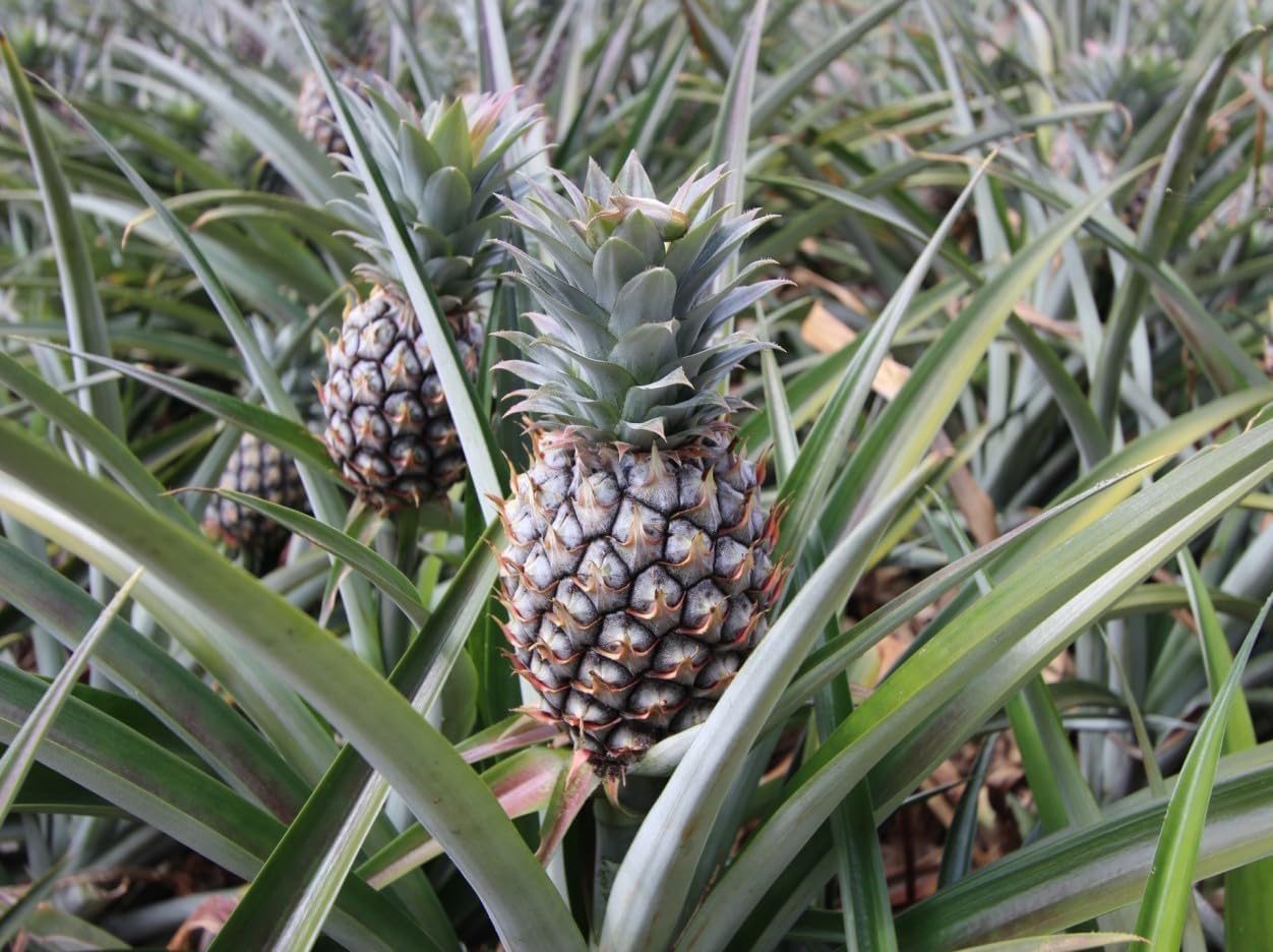 ドライフルーツ オーガニックパイナップル (オーガニックパイン40g - サムネイル3